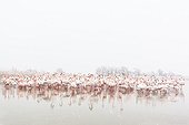 Flamingos in the snow in winter - Camargue France
