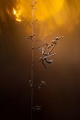 Conehead Mantis on dry grass in the scrubland - France 