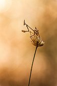 Conehead Mantis on flower in the scrubland - France 