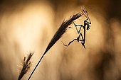 Conehead Mantis on dry grass in the scrubland - France 
