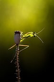 Black eyes Praying mantis on capsule - France ; A young mantis with black eyes contorts to better observe the photographer.