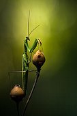 Praying mantis in the scrubland in the late afternoon - France