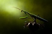 Praying mantis in the scrubland in the late afternoon - France