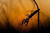 Praying mantis in the scrubland at sunset - France