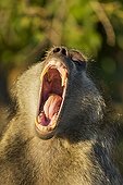 Portrait of Chacma Baboon yawning - Chobe Botswana 