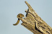 Unstriped Ground Squirrel atop dead tree - Chobe Botswana 