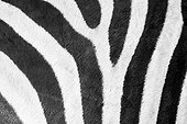 Plains Zebra Stripes - Moremi Botswana 