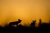 Wild Dogs in tall grass at dawn - Moremi Botswana 