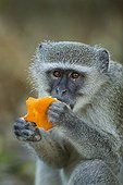 Vervet Monkey eating an Orange - Moremi Botswana ; stolen from camper along Khwai River