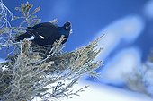 Tétras lyre se nourrissant sur un Sapin en hiver - Suisse