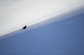 Tétras lyre marchant sur la neige - Préalpes Suisse