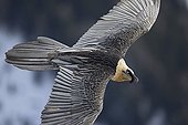 Lammergeier subadult in flight - Alps Switzerland