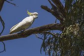 Sulphur-crested Cockatoo - Snowy Mountains Australia