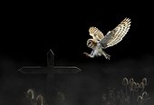 Barn Owl landing on a cross at night - Spain