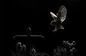 Barn Owl landing on a cross at night - Spain