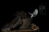 Barn Owl landing on a basket at night - Spain. 1st place, open category, Oasis photo contest 2018.