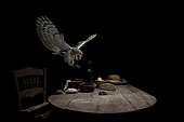 Barn Owl and Mouse on a table at night - Spain
