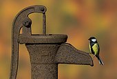 Mésange charbonnière sur une vieille pompe à eau - GB