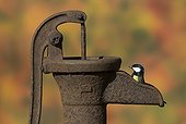 Great Tit perched on an old water pump in autumn - GB