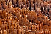 Paysage géologique - Bryce Canyon NP Utah USA ; Amphithéâtre <br>Sédiments deltaïques d'âge Jurassique (Formation de Claron) formés de calcaires, dolomies et marnes colorés par des oxydes de fer et creusé par l'érosion en un amphithéâtre de hoodoos (pinnacles) arches et ponts<br>La lumière réfléchie (spectrale) du lever du soleil enrichi la polychromie naturelle de ces parois haute parfois de près de 50 mètres
