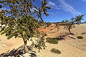 Young Bristlecone pines - Bryce Canyon NP Utah USA