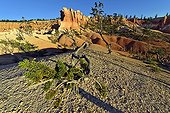 Young Bristlecone pines - Bryce Canyon NP Utah USA