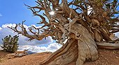 Bristlecone pine - Cedar Breaks NM Utah USA ; Pines growing at very high altitude (3000 m) and can survive more than 4500 years; this practically dead individual has probably more than two thousand years, but the hard, dense wood can withstand even thousands of years in cold and dry climate 