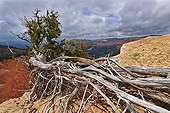 Bristlecone pine - Cedar Breaks NM Utah USA ; Pines growing at very high altitude (3000 m) and can survive more than 4500 years; Here, above the empty pine clinging by its roots gradually released by soil erosion and the gradual decline in the edge of a cliff 