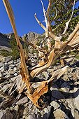 Bristlecone Pine - Wheeler Park Great Basin NP Nevada