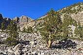 Bristlecone Pines - Wheeler Park Great Basin NP Nevada ; (Where an individual of nearly 5,000 years has been discovered in the 1950s)<br>Pines growing at very high altitude (3000 m) and can survive more than 4500 years; they are generally observed in the combat zone, where no other species can survive the extreme conditions of cold and drought - the needles can last over 40 years and very dense and resinous wood keeps in its growth rings changes climate exploited dendrochronology