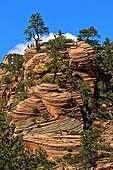 Paysage géologique - Zion NP Utah USA ; Ces dômes sont en grès Navajo, d'origine éolienne (dunes pétrifiées) et datant du début du Jurassique (désert sur la côte ouest de la Pangée)<br>les strates sont recoupées de fractures crées par les alternances de gel et de chaleur extrême sur des millions d'années