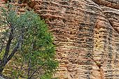 Trees in front of eroded cliff - Zion NP Utah USA ; These domes are Navajo sandstone, from wind (petrified dunes), and from the early Jurassic (desert on the west side of Pangaea)strata are cut by fractures created by the alternating freezing and extreme heat over millions of years