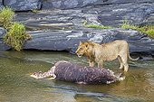 Lion eating a hippo in a river - Masai Mara Kenya 