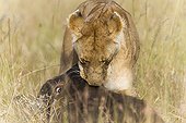 Lioness chasing a young buffalo - Masai Mara Kenya