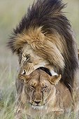 Accouplement de Lions dans la savane - Masaï Mara Kenya