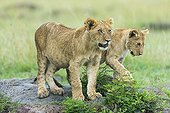 Lion cubs in savannah - Masai Mara Kenya