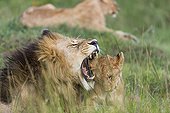 Lion and cub lying in savanna - Masai Mara Kenya