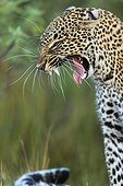 Portrait of Leopard agressive in the savannah - Masai Mara
