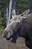Portrait of female Moose on the lookout - PN Gaspe Quebec