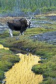 Female Moose at the water's edge - PN Gaspe Quebec