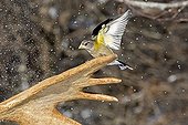 Male Evening Grosbeak on Moose antler in winter - Quebec