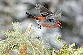 Male Pine grosbeak in flight in winter - Quebec Canada