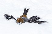 Female Pine grosbeak in snow - Quebec Canada ; having missed his landing 