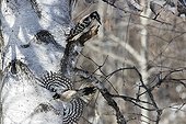 Hairy Woodpeckers in forest in winter - Quebec Canada