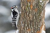 Downy Woodpecker on a trunk in winter - Quebec Canada