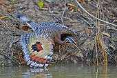Sunbittern spreading its wings - Pantanal Brazil