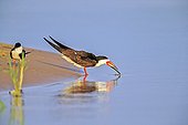 Black Skimmer drinking at the edge of water - Pantanal