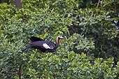 Red-throated Piping Guan in a tree - Pantanal Brazil