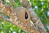 Rufous Hornero in his earth nest - Pantanal Brazil