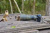 Black-tailed marmosets and camera - Pantanal Brazil